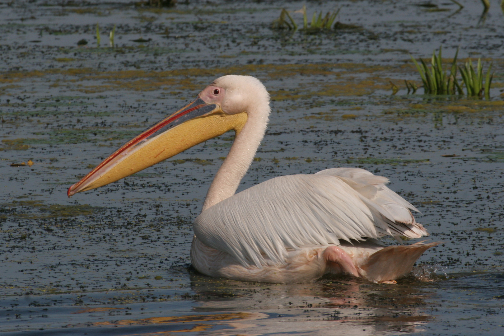 Rosapelikan (Pelecanus onocrotalus) im Donaudelta