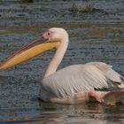 Rosapelikan (Pelecanus onocrotalus) im Donaudelta