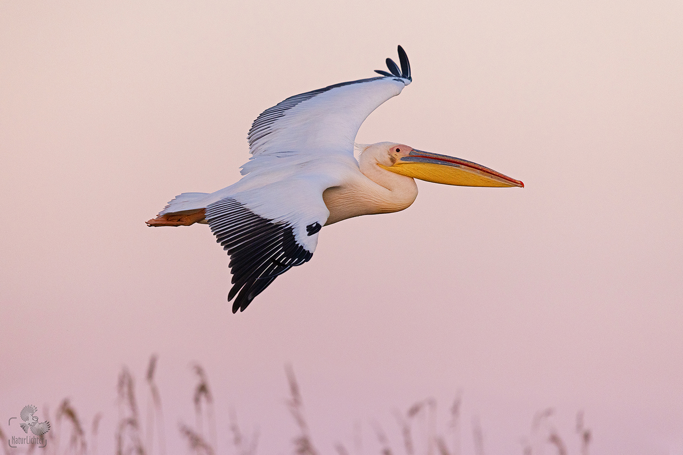 Rosapelikan (Pelecanus onocrotalus) im letzten Abendlicht 