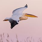 Rosapelikan (Pelecanus onocrotalus) im letzten Abendlicht 