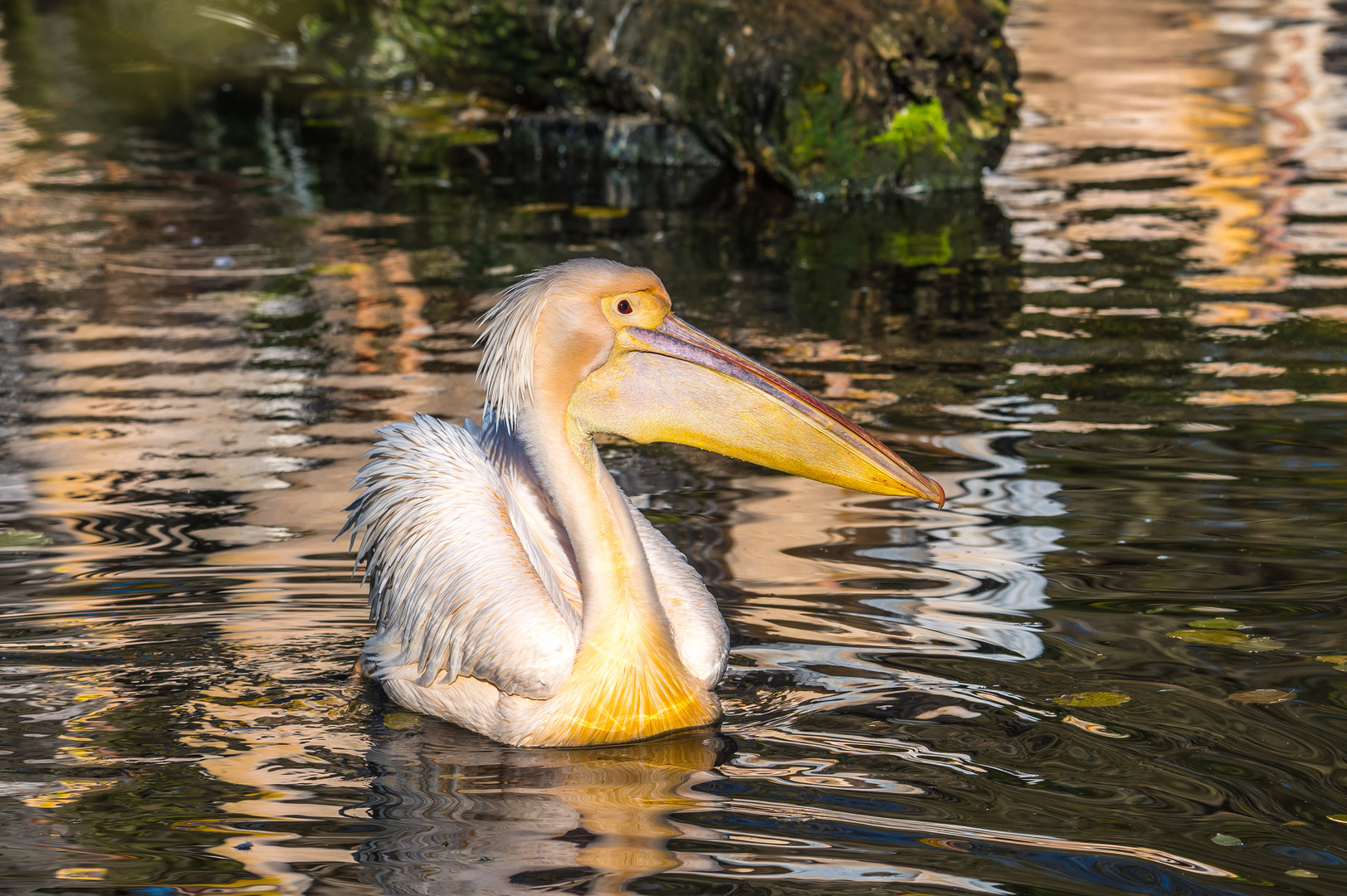 Rosapelikan Tierpark Hellabrunn, München