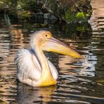 Rosapelikan Tierpark Hellabrunn, München