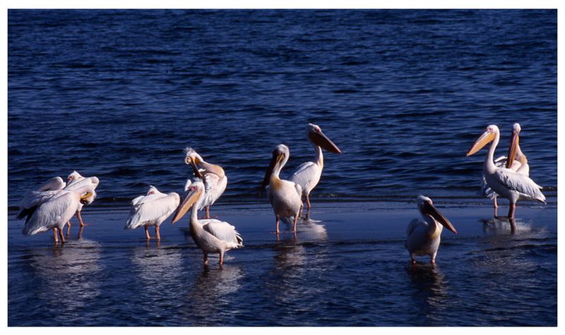 Rosapelikane bei Swakopmund