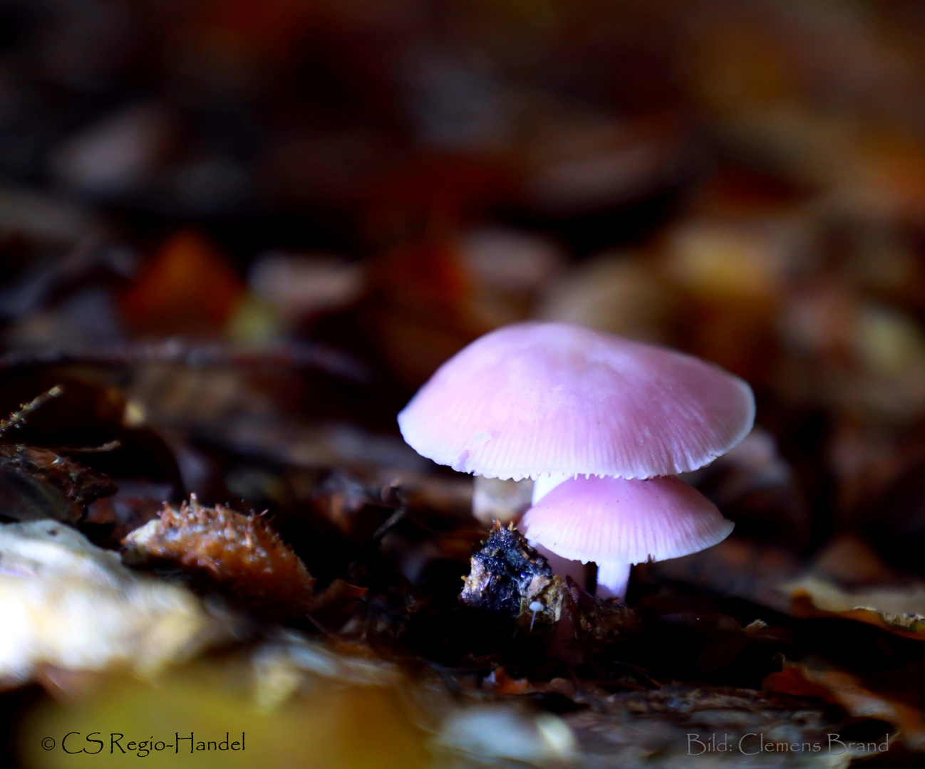 RosaPilz im Herbstwald 