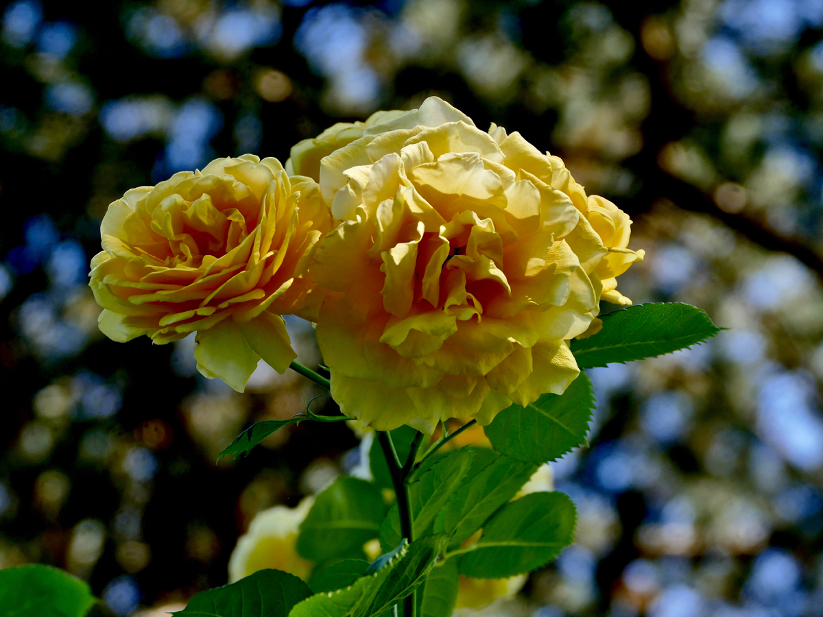 Rosarium im Westfalenpark