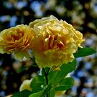 Rosarium im Westfalenpark