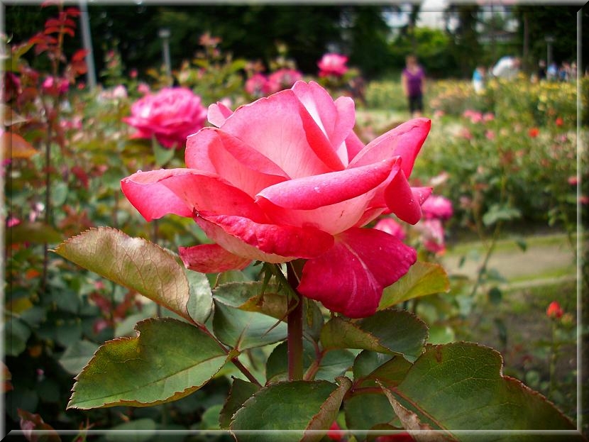 Rosarium in August