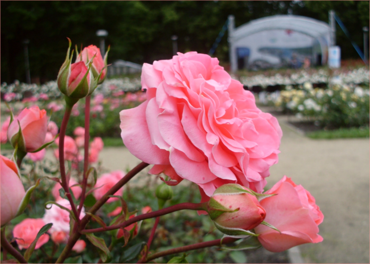 Rosarium in blooming