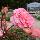 Rosarium in blooming