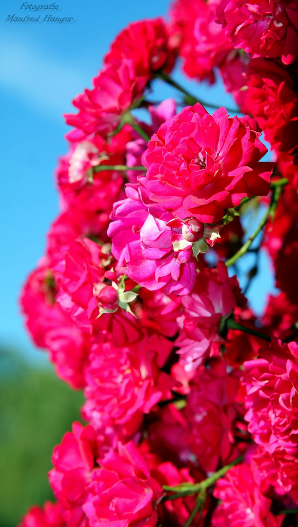 Rosarium in Uetersen (1)