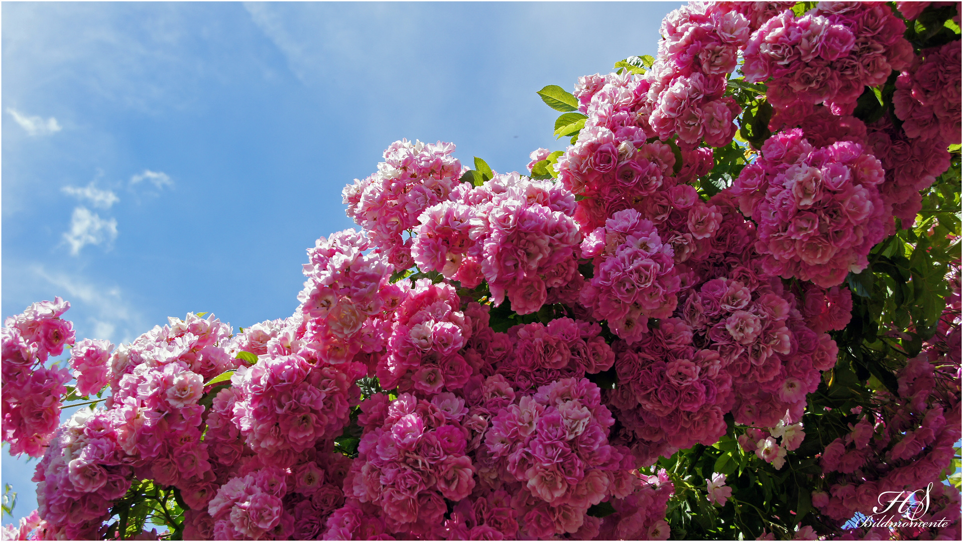 Rosarium Sangerhausen