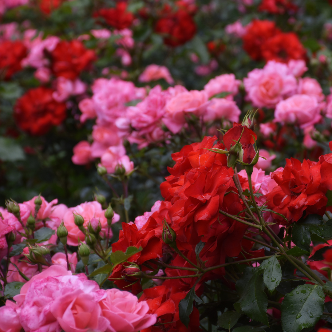 Rosarium Sangerhausen Nr. 3