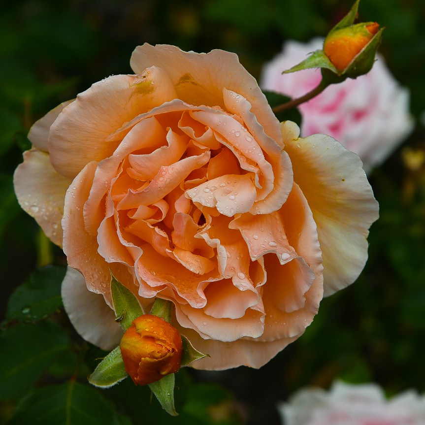 Rosarium Schloss  Eijsden (NL)