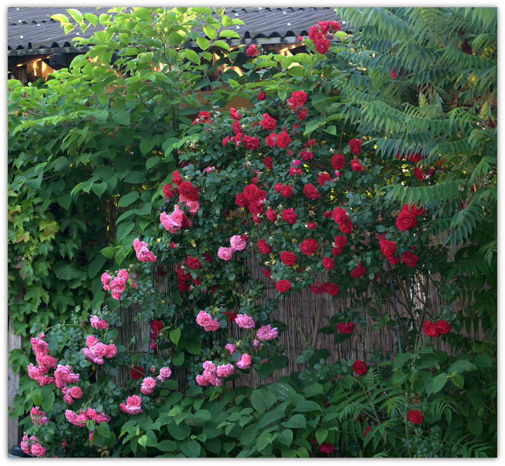 Rosarium Uetersen und die Amadeus