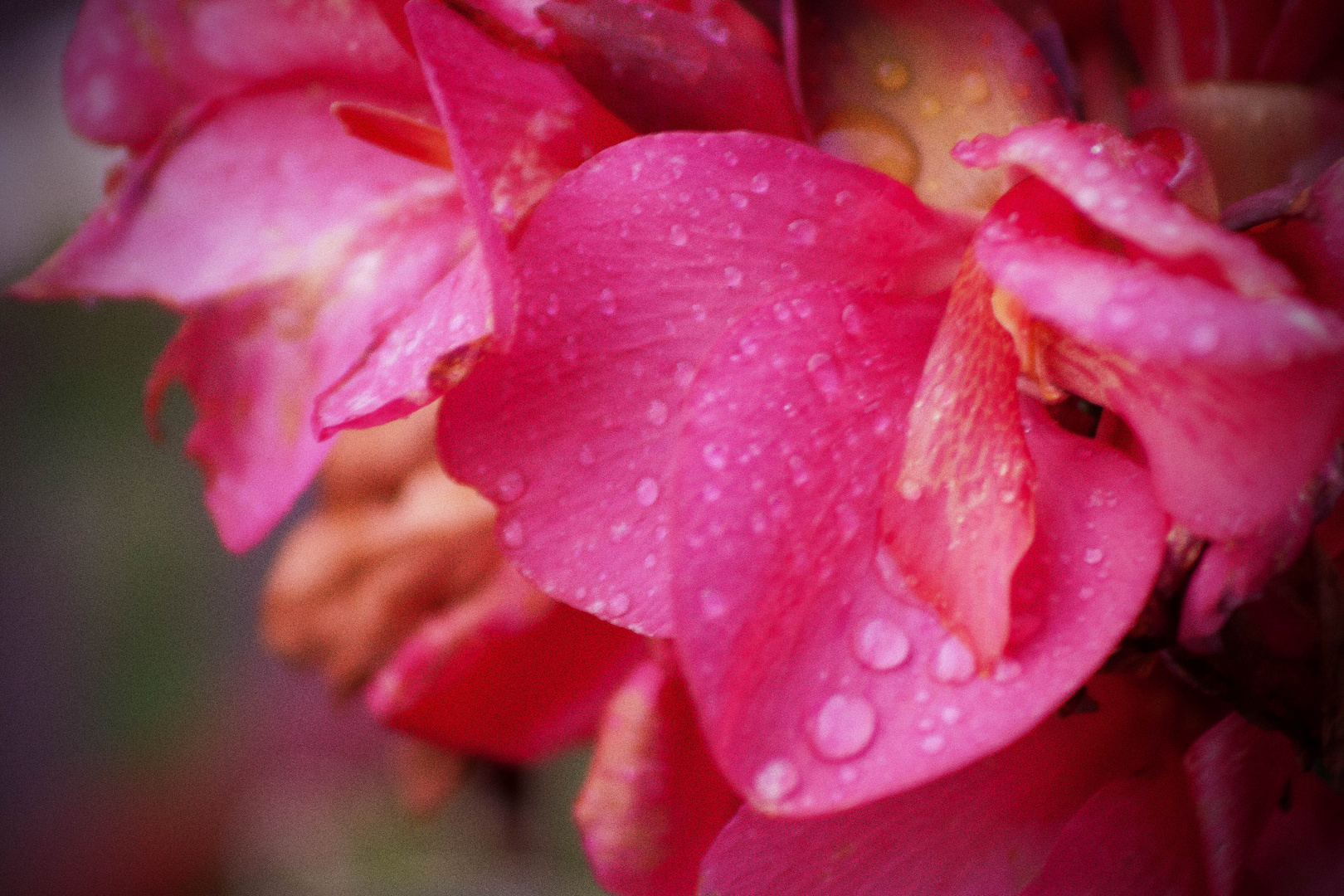 ..RosaRot.. Foto & Bild | pflanzen, pilze & flechten, blüten ...