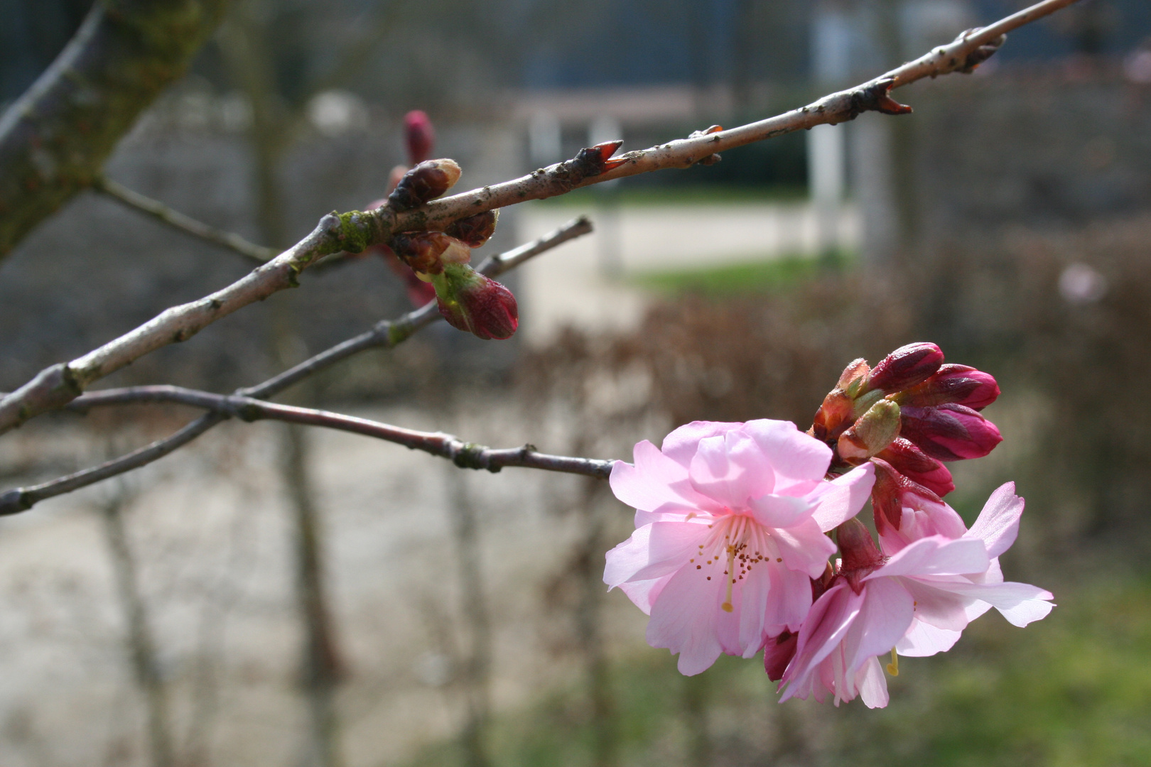 rosarot Foto & Bild naturmakros, naturkreativ, aufnahmetechniken