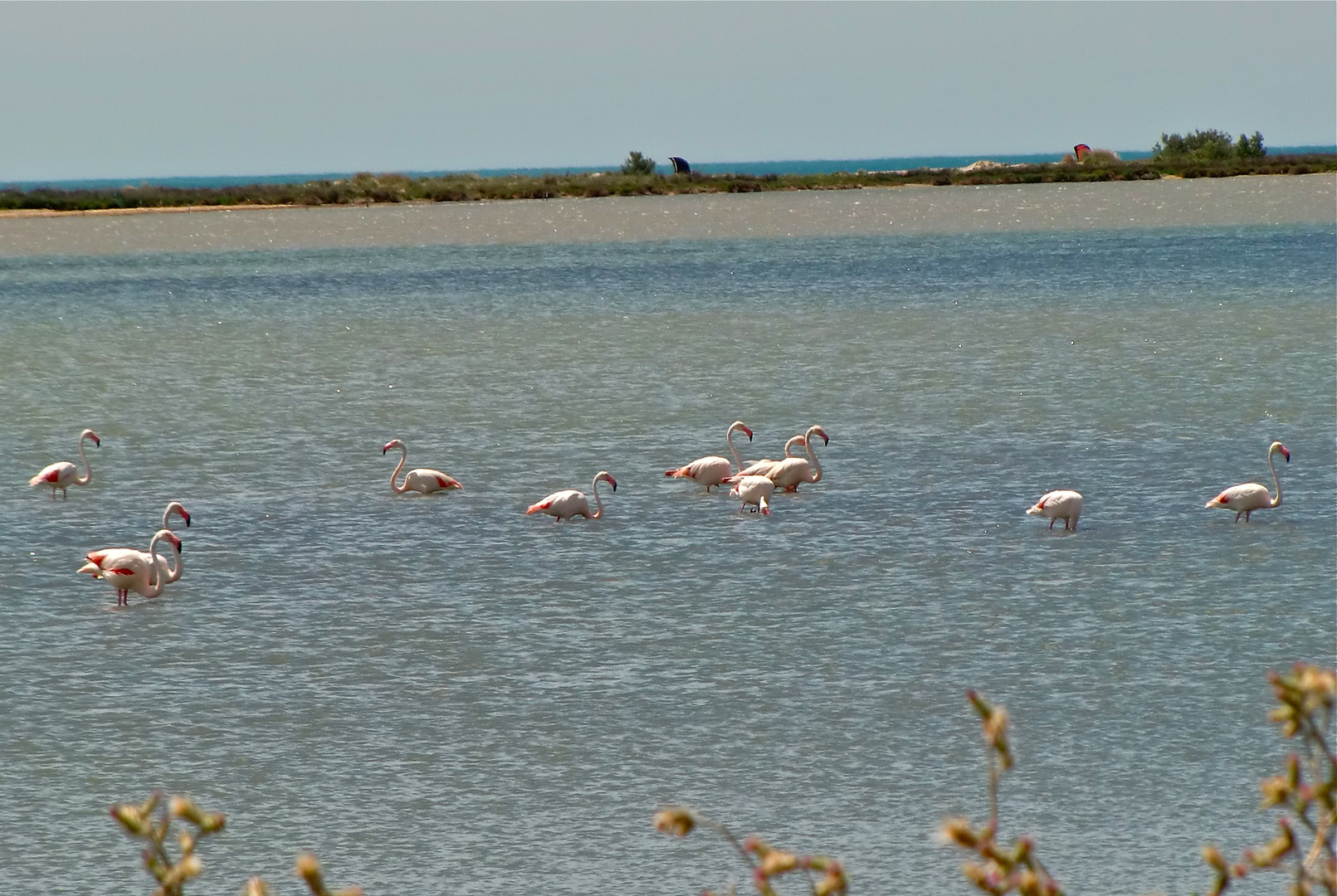 Rosarot - Flamingos in der Camargue