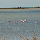 Rosarot - Flamingos in der Camargue