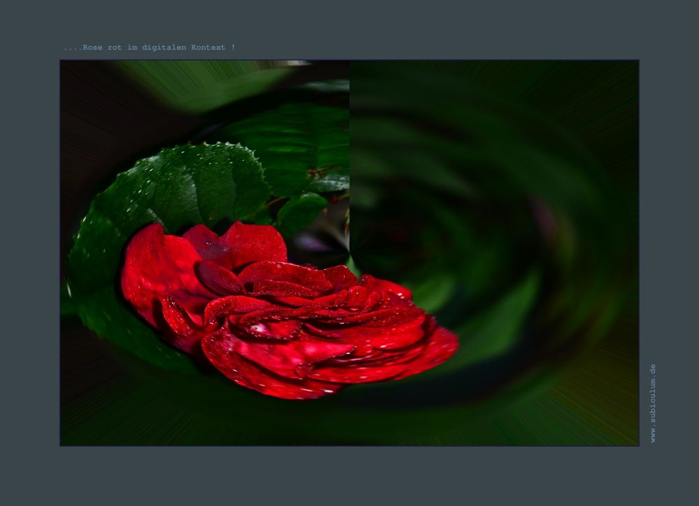 rosarot und Digital