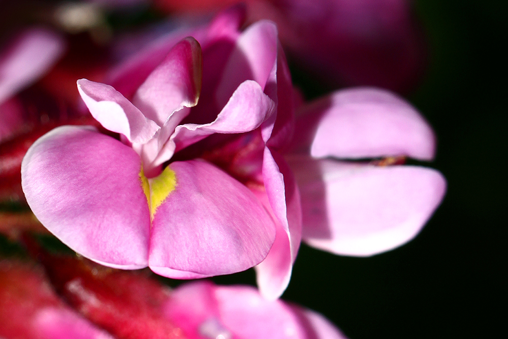 Rosarotblühende Robinie (robinia kelseyi)