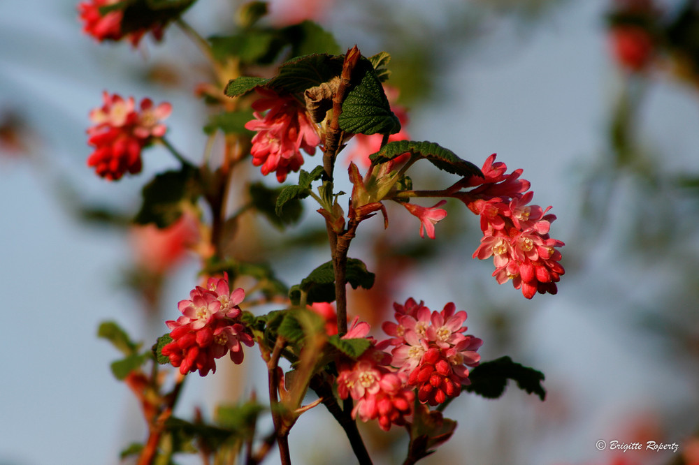 Rosarote Blüten