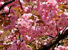 rosarote Blütenträume