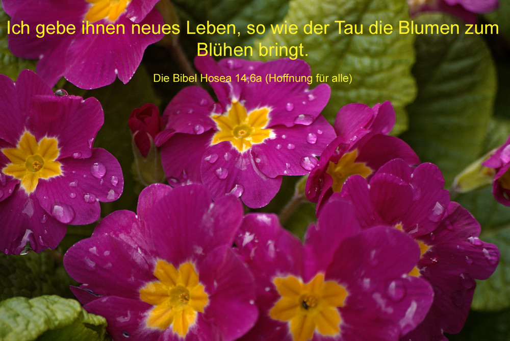 Rosarote Blumen