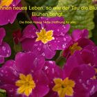 Rosarote Blumen