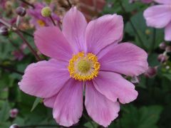 Rosarote Herbst-Anemone