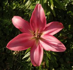 Rosarote Lilien - eine Freude für jeden Garten