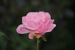 Rosarote Rose