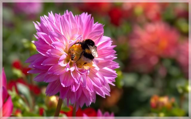 rosarote Zeiten °°/