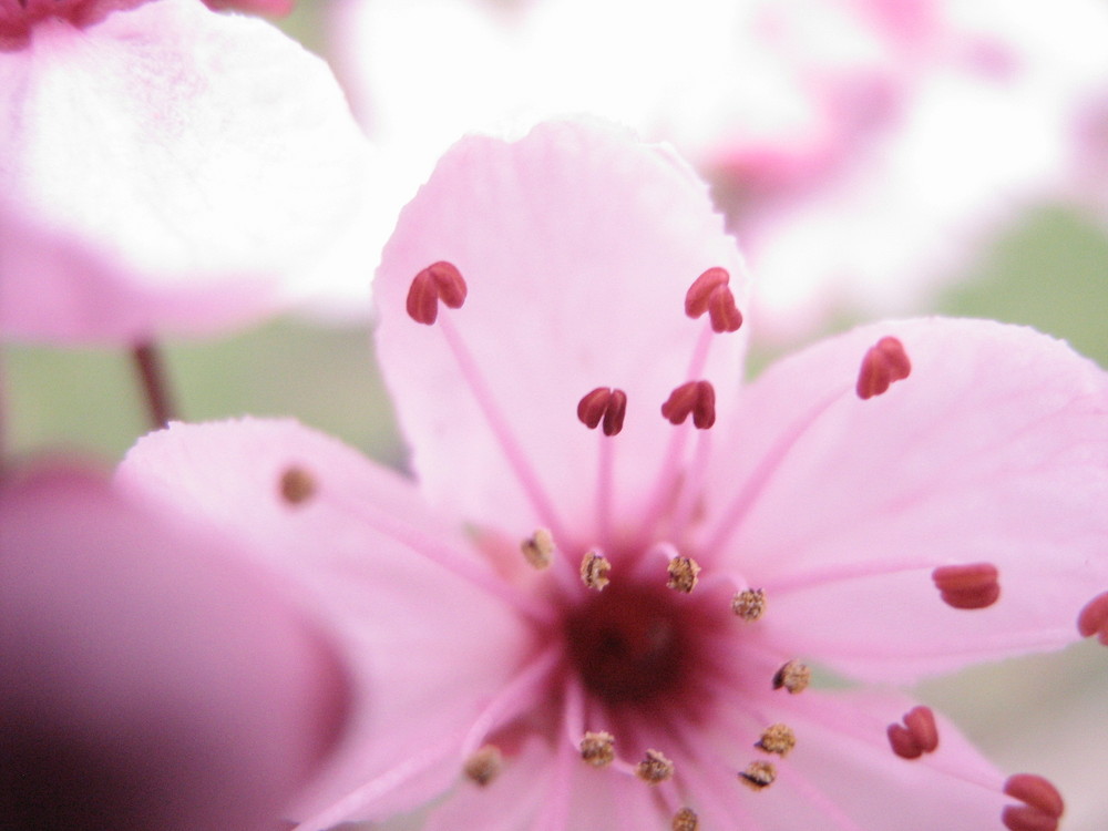 Rosaroter Frühling