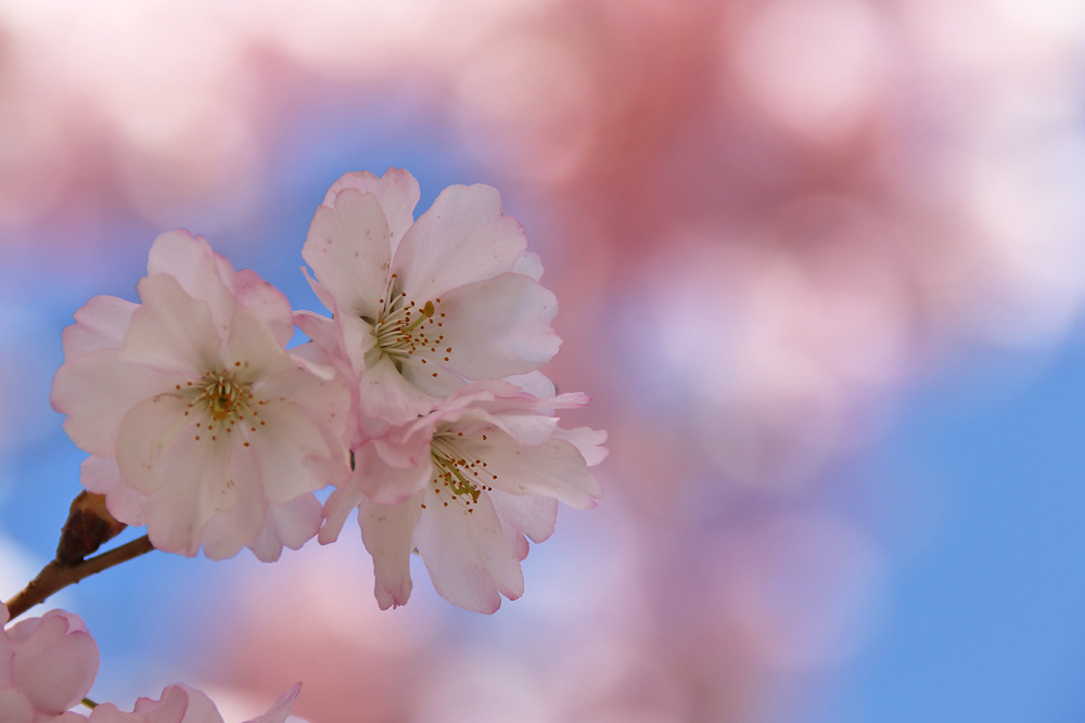 rosaroter Frühlingstag