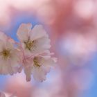 rosaroter Frühlingstag