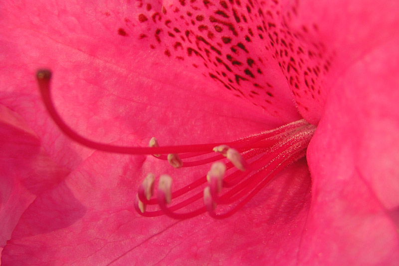 Rosaroter Rhododendron