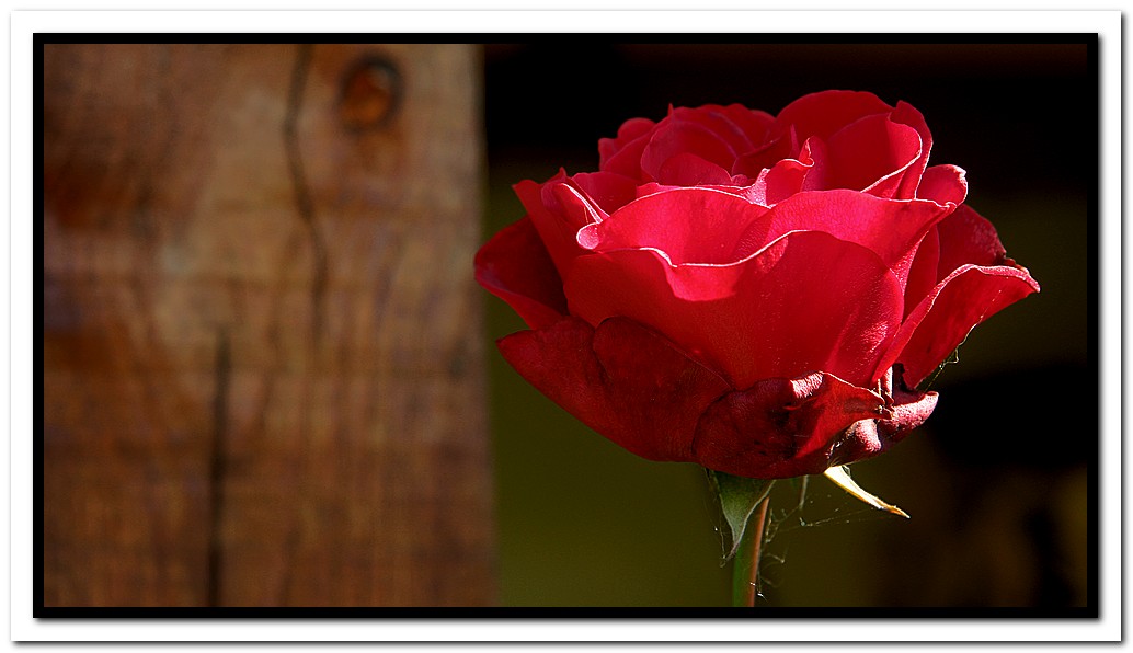 ROSA.....................Rustica!