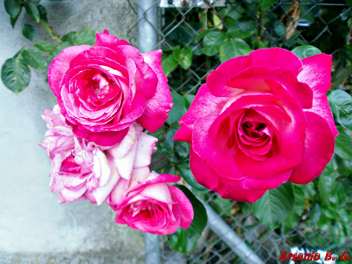 ROSAS