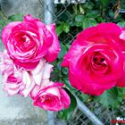 ROSAS