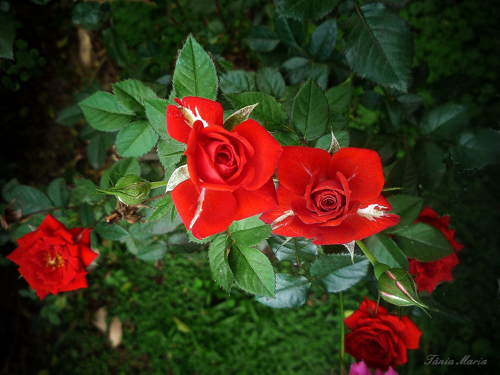 Rosas