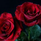 Rosas