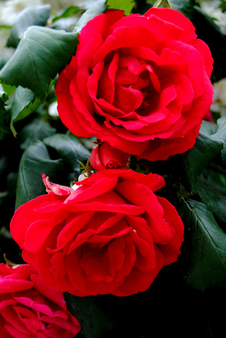 ROSAS