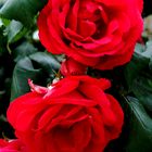 ROSAS