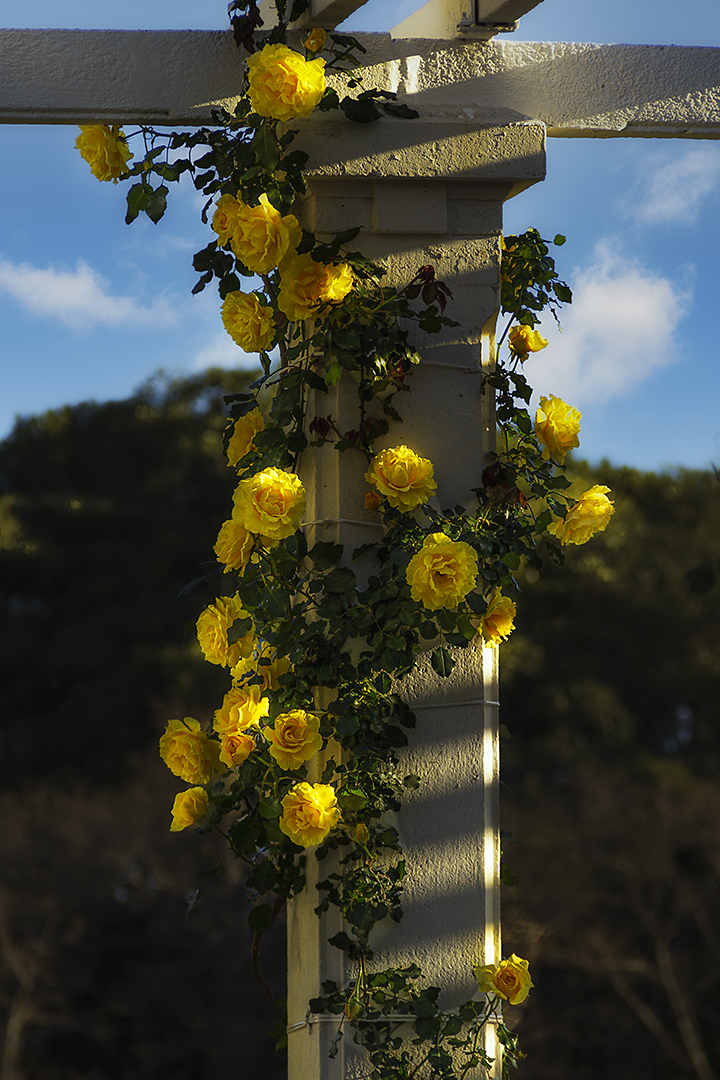 Rosas amarillas