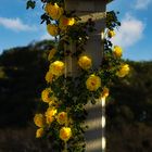 Rosas amarillas