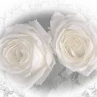  Rosas angelicales 