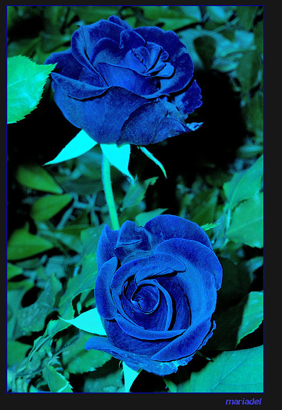 Rosas azules