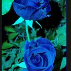 Rosas azules