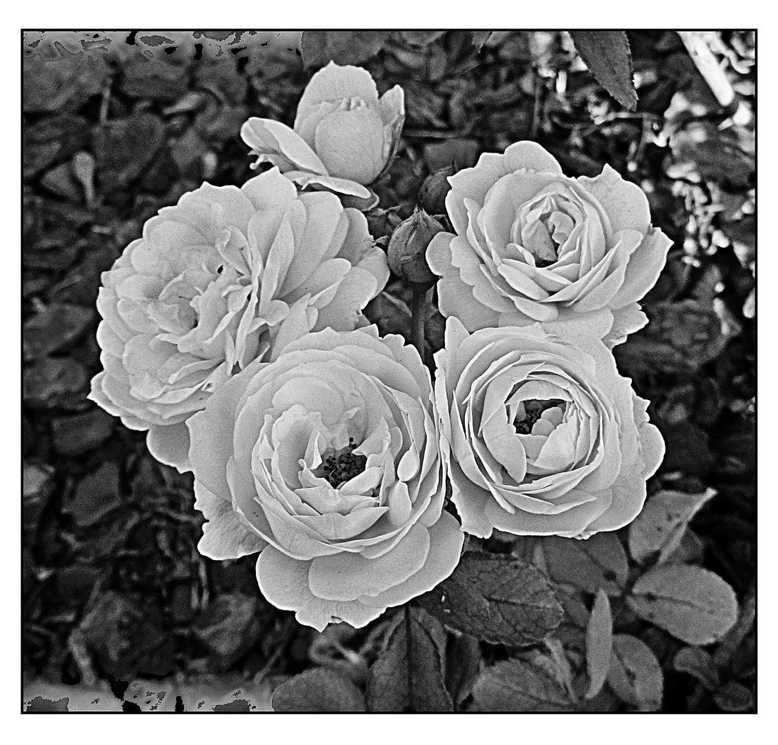 Rosas blancas