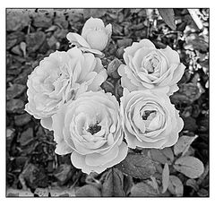 Rosas blancas